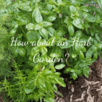 Straw Bale Gardening Project Herb Garden