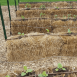 Straw Bale Garden