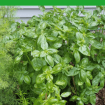 A Straw bale Herb Garden growing.