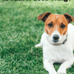 A happy dog that is outside lying on the grass.