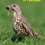 Bird standing in the lawn with a worm in it's beak.