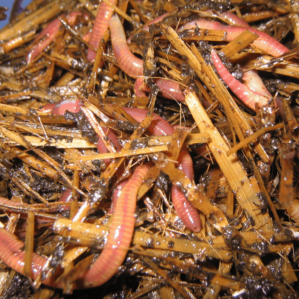 Composting Worms