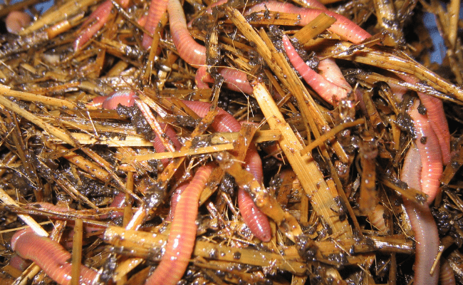 DIY Vermicomposting Composting Worms