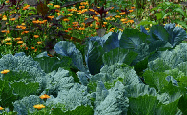 Organic Gardening and Worms Cabbage and Flowers