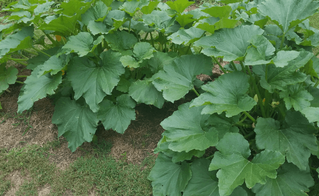 Organic Gardening and Worms Zucchini