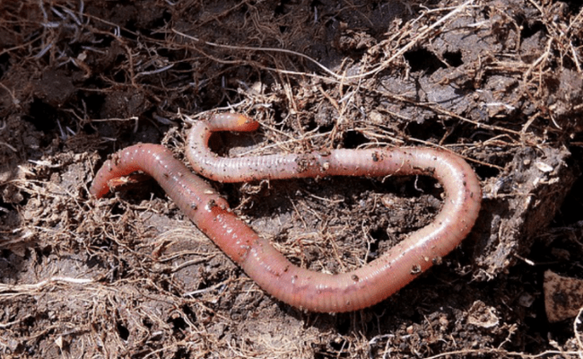 Organic Gardening and Worms - Iowa Worm Composting