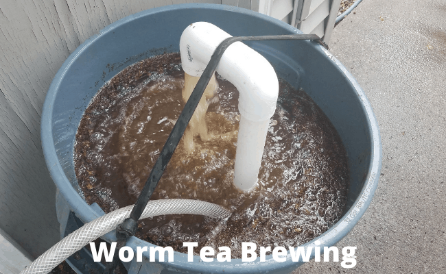 Worm Tea Brewing