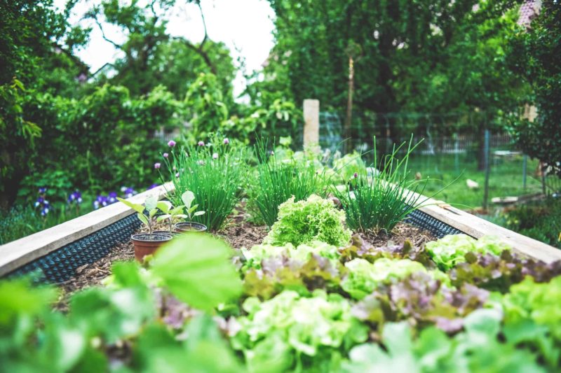 Earth Day Garden Tips