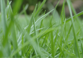 Worms in Lawn healthy organic grass in the lawn