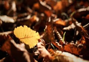 DIY Vermicomposting of Fall Leaves