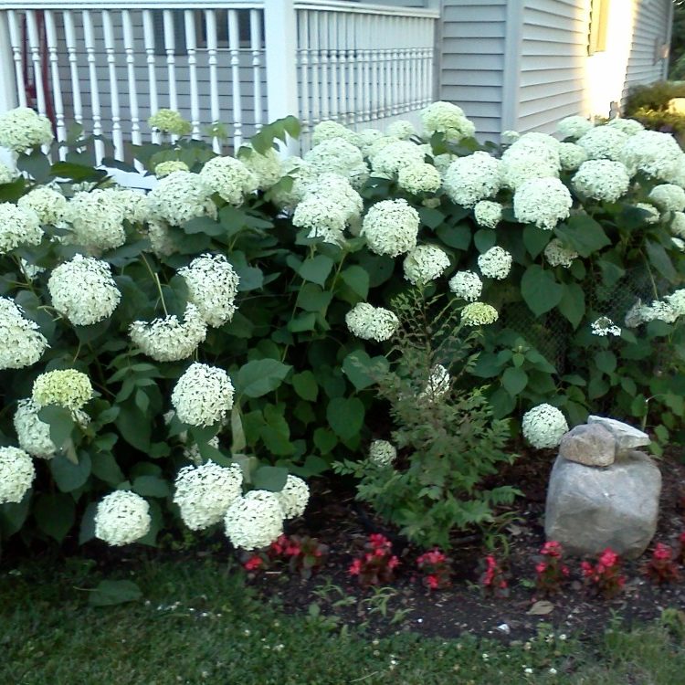 Hydrangeas grown on our worm farms.