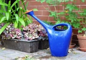 watering can for worm tea